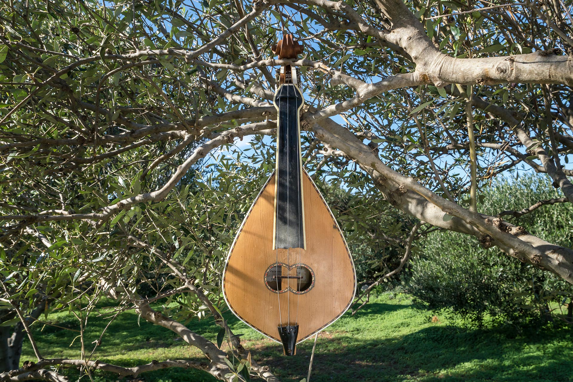 The Cretan Lyra, a traditional music instrument, hangs from a tree, surrounded by olive trees.