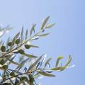 Olive Harvest in Chania: When to Visit and What to Expect