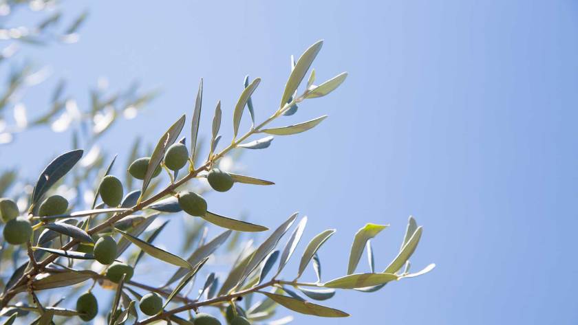 An olive tree and the blue, Greek sky.