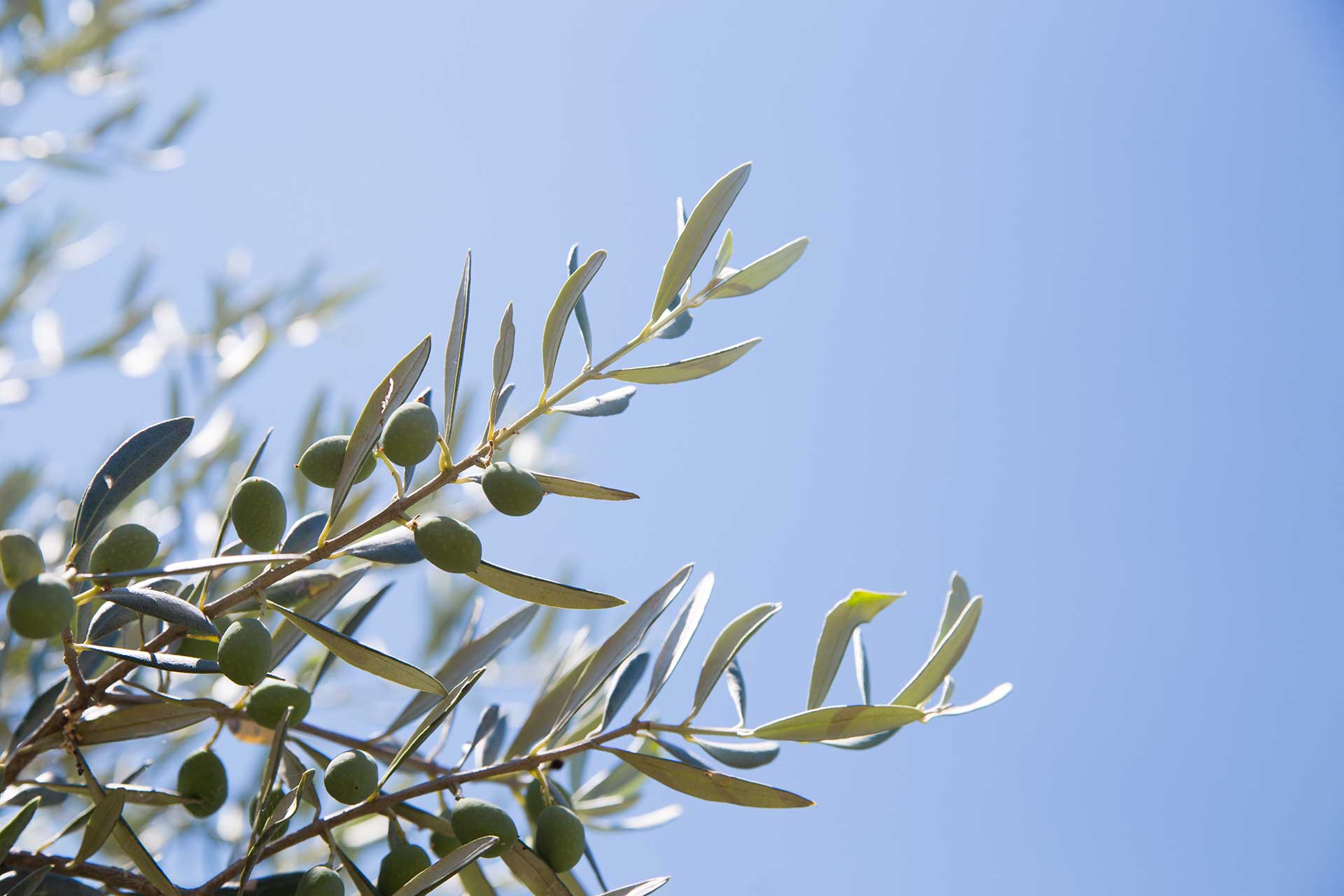 An olive tree and the blue, Greek sky.
