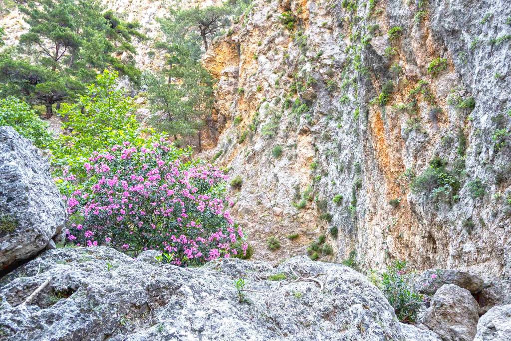 Rocks and flowers in Agia Irini Gorge.