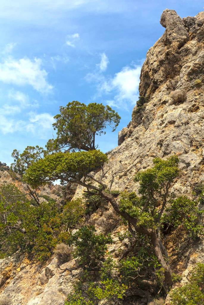 Trees and cliffs in Anidri Gorge.