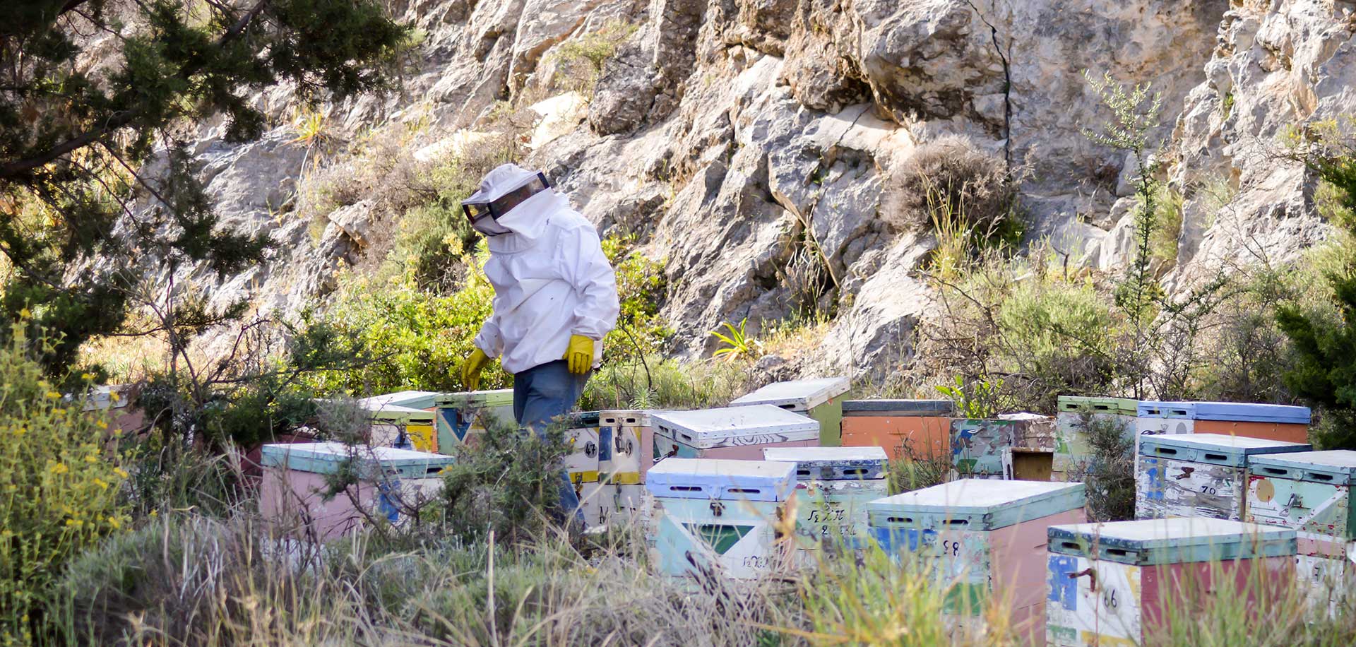 Beekeeping Tours