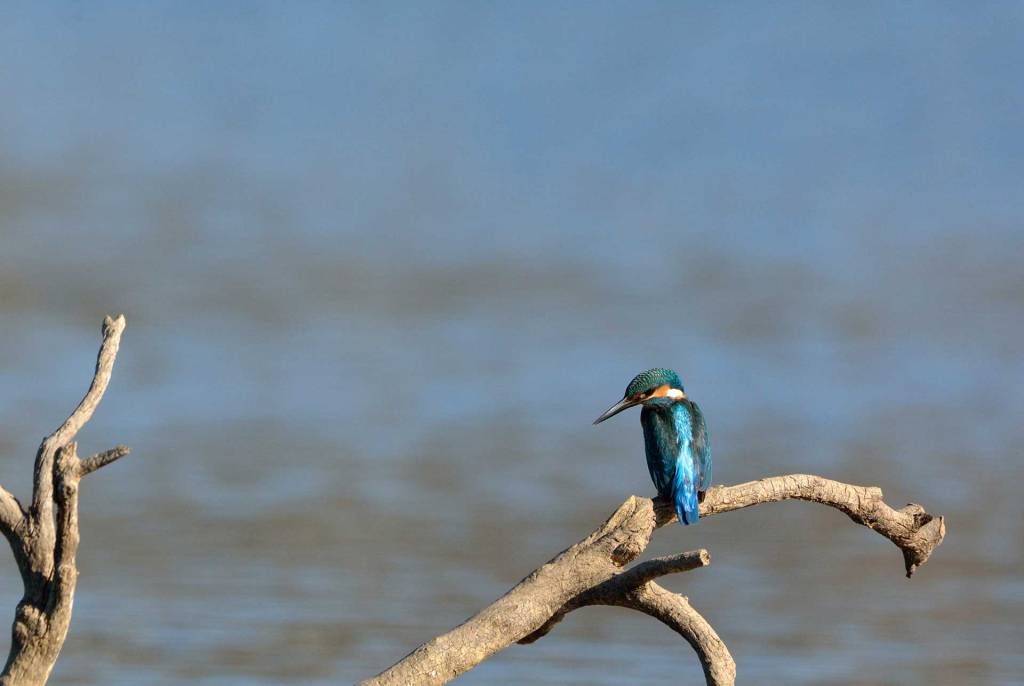 A beautiful bird standing on a branch next to Agia Lake.