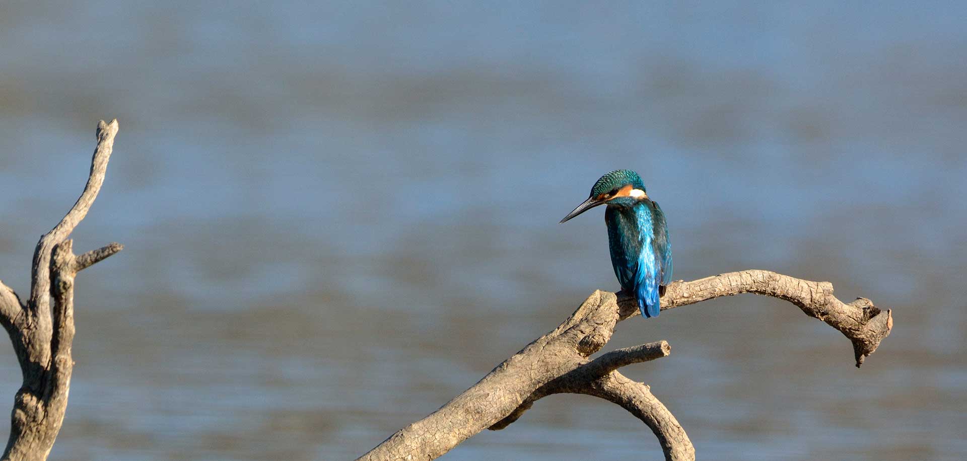 Bird Watching