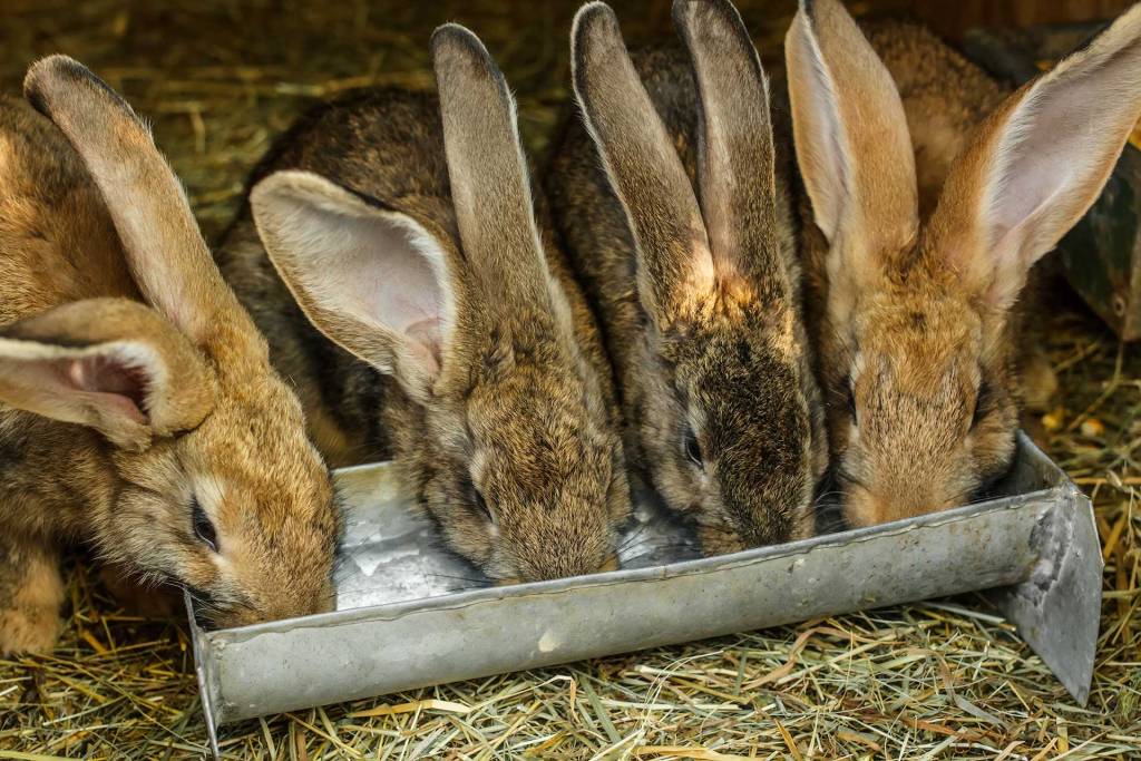 Bunnies drinking water on a farm.