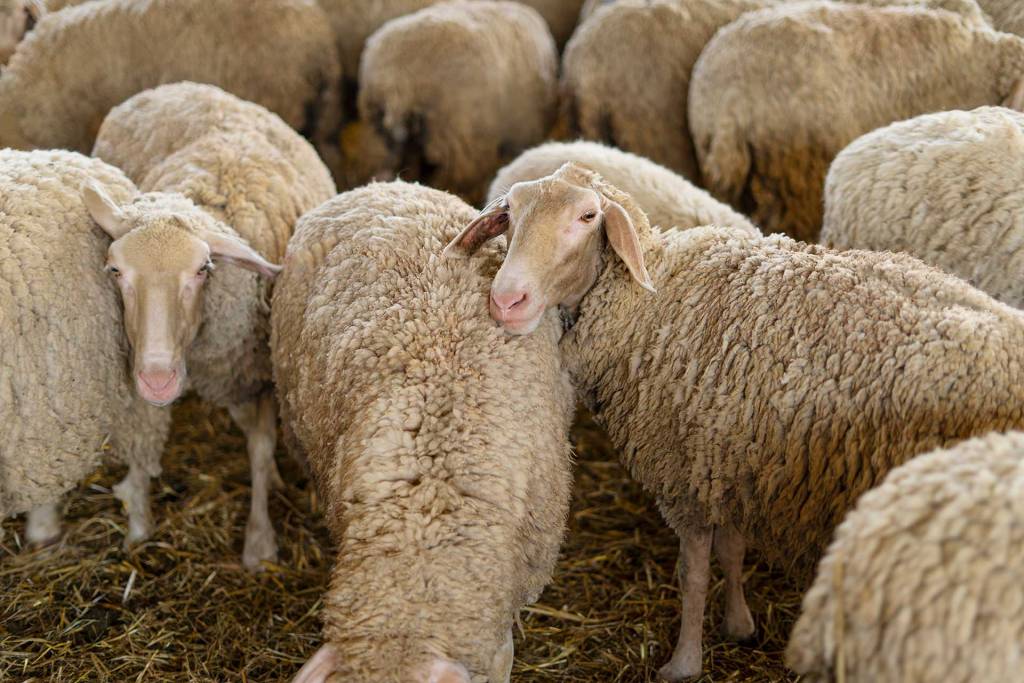 A flock of sheep on a farm.