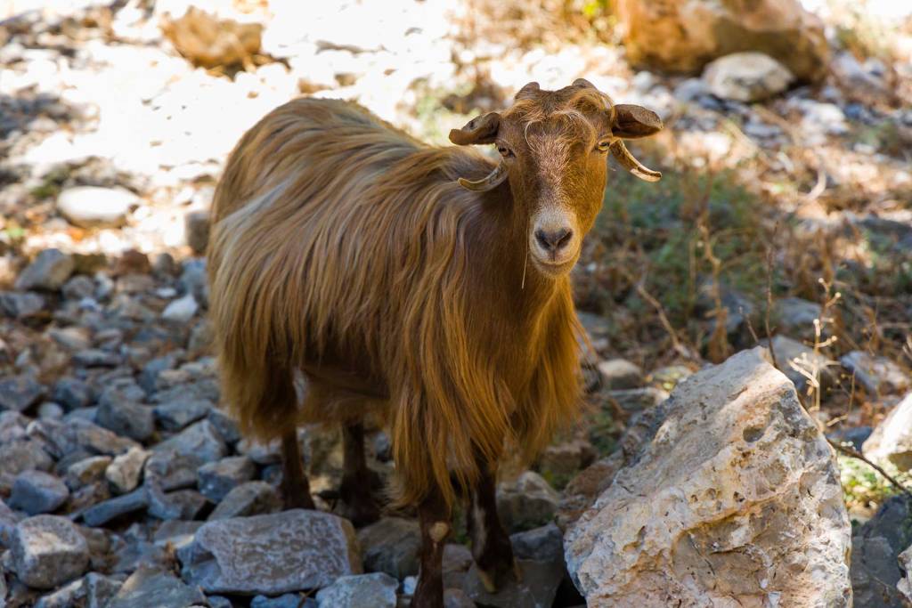 A brown goat in Imbros Gorge.