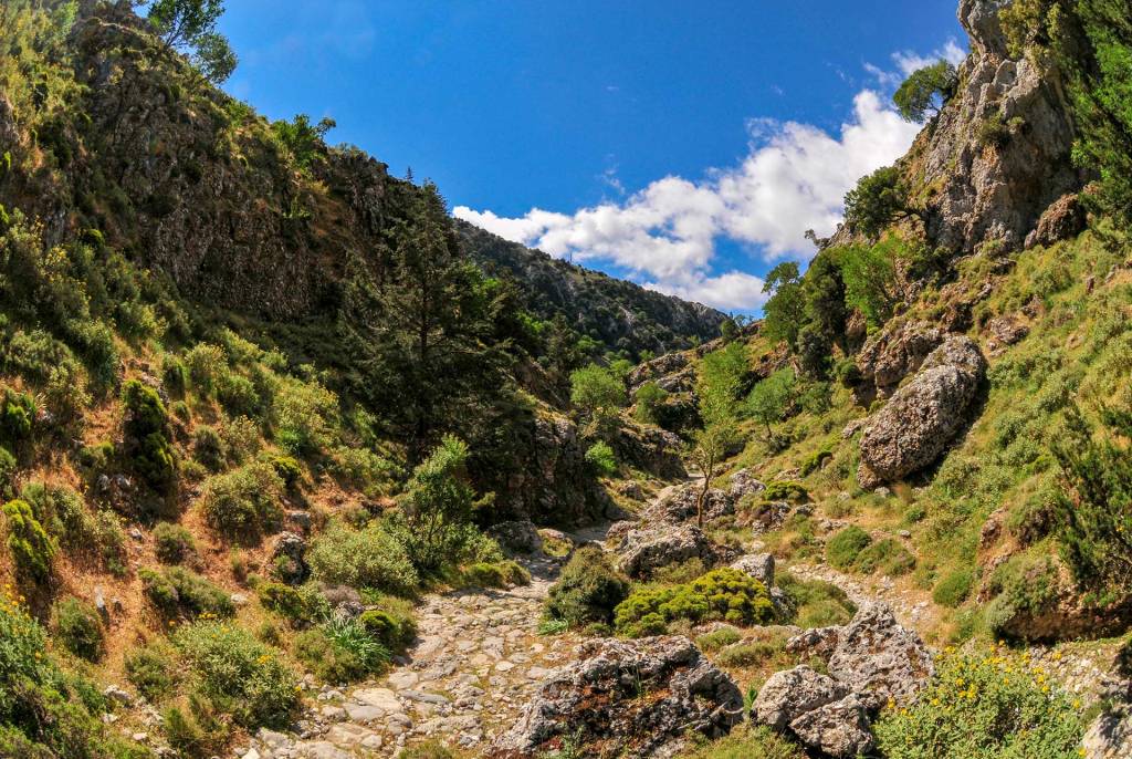 Vegetation in Imbros Gorge.