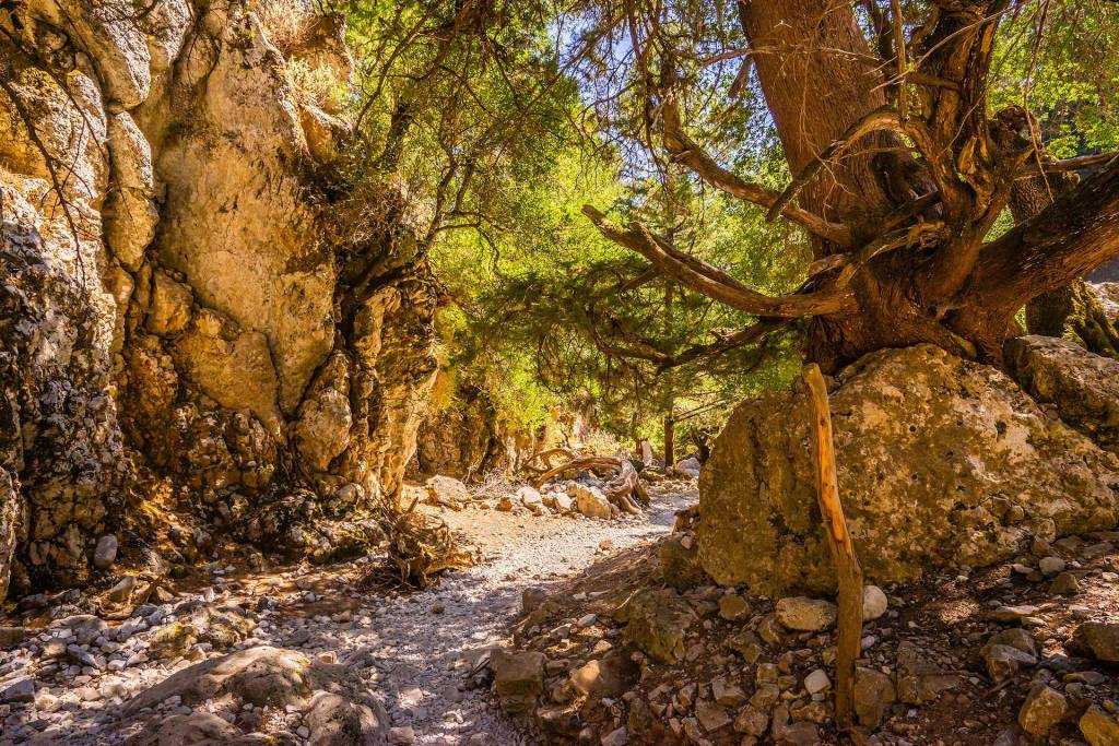 Rocks and tall trees inside Imbros Gorge.