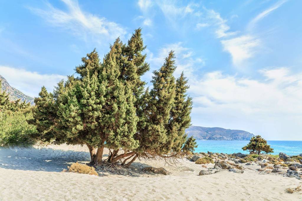 Big trees in Kedrodasos Beach.