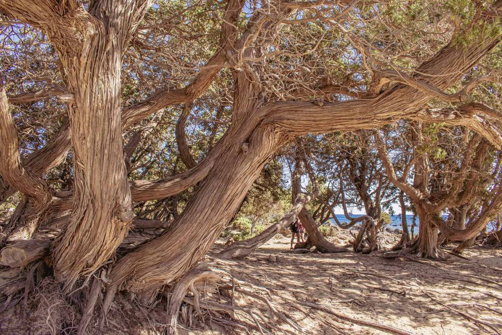 Beautiful cedar trees in Kedrodasos Beach.