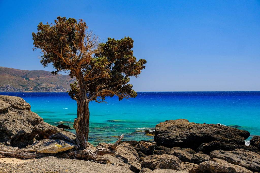 A tall cedar tree in Kedrodasos Beach.