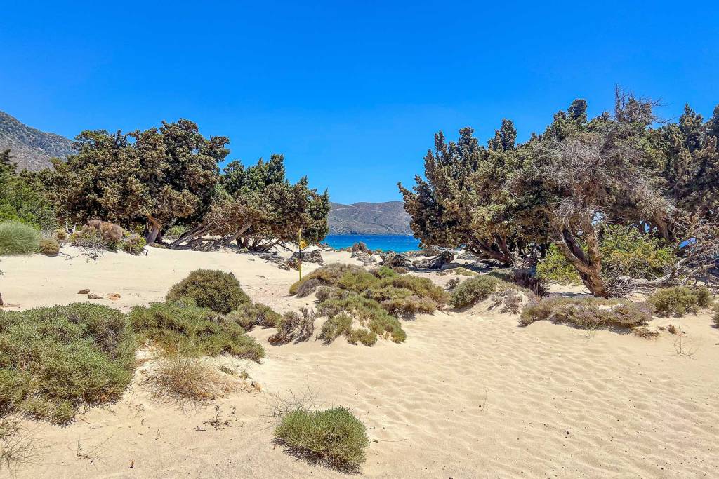 Cedar trees and the path in Kedrodasos Beach.