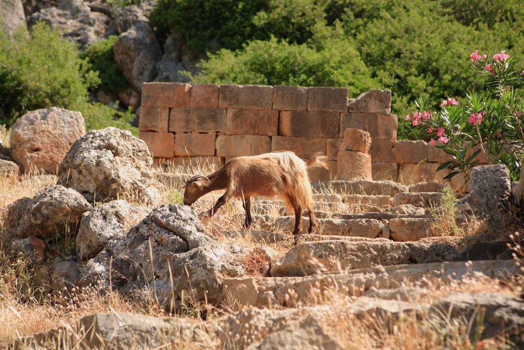 A goat searches for food in the ruins of Lissos' Asclepieion.