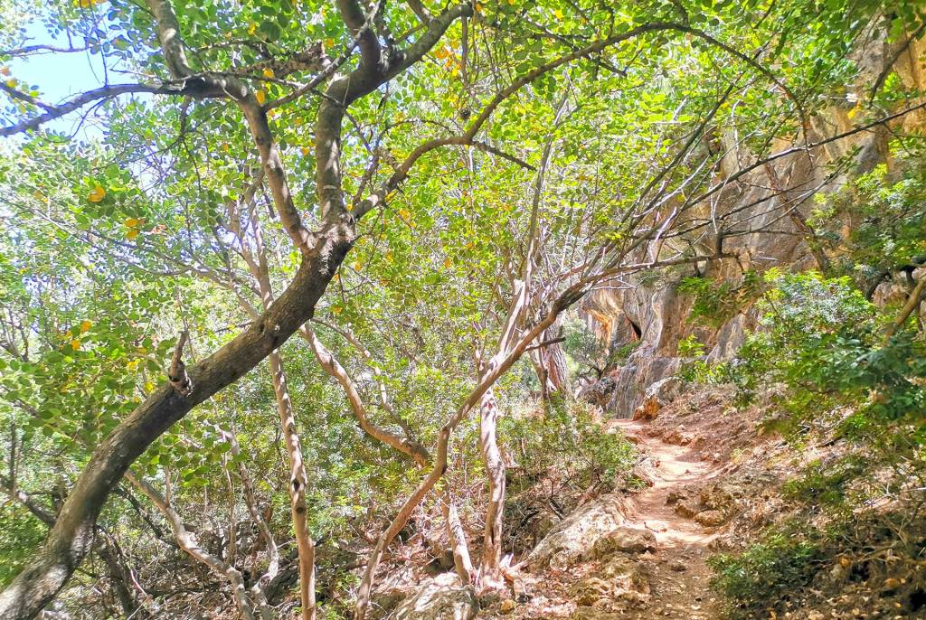 The path of Lissos Gorge between tall trees.