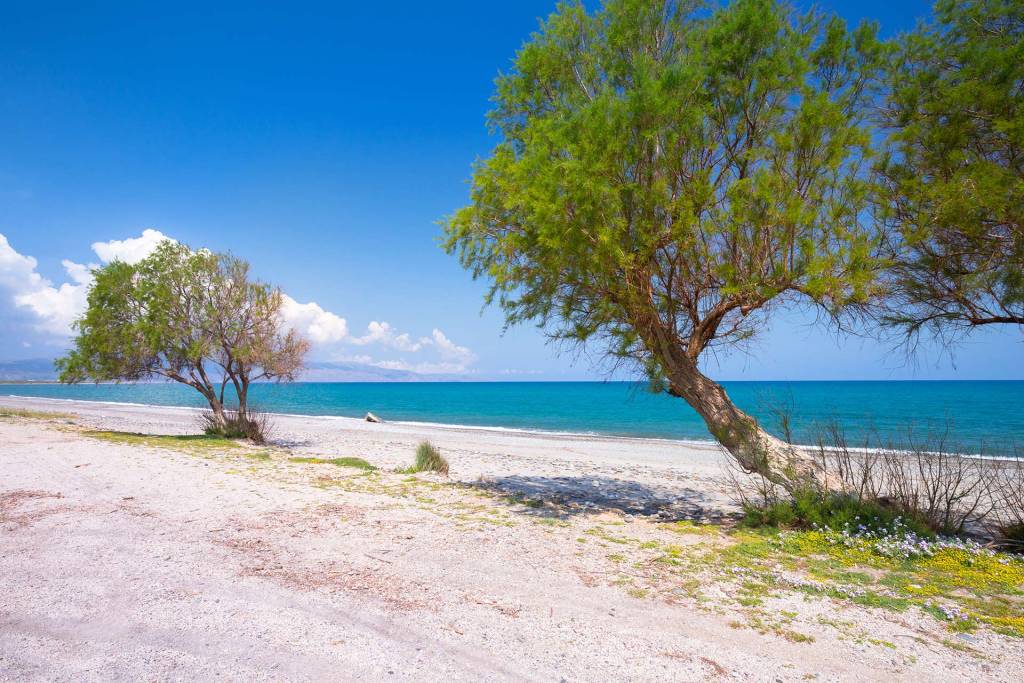 Trees on the sandy coast of Maleme Beach.