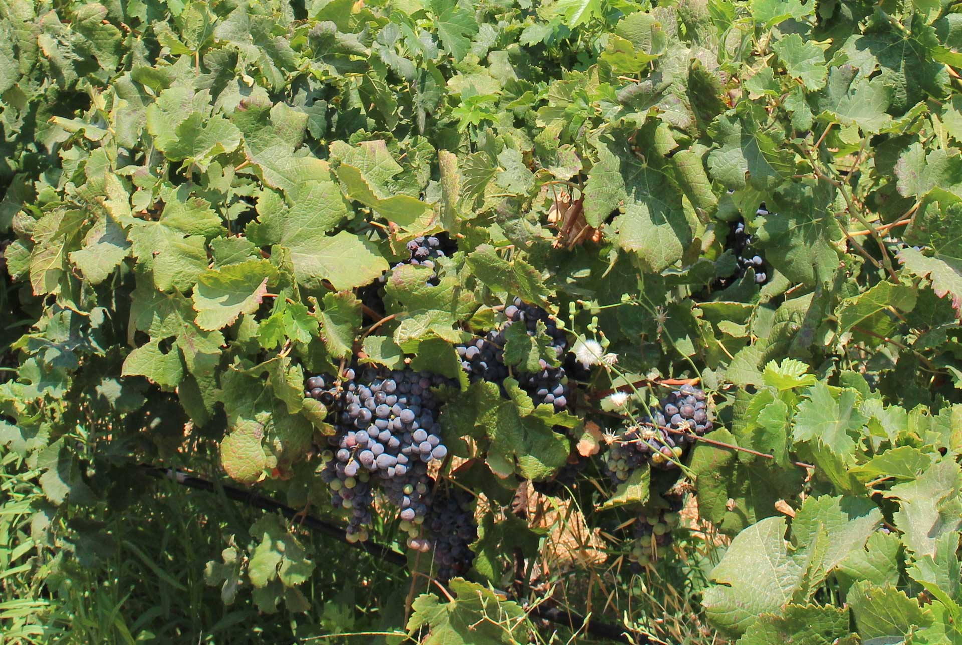 A Cretan vineyard with grapes.