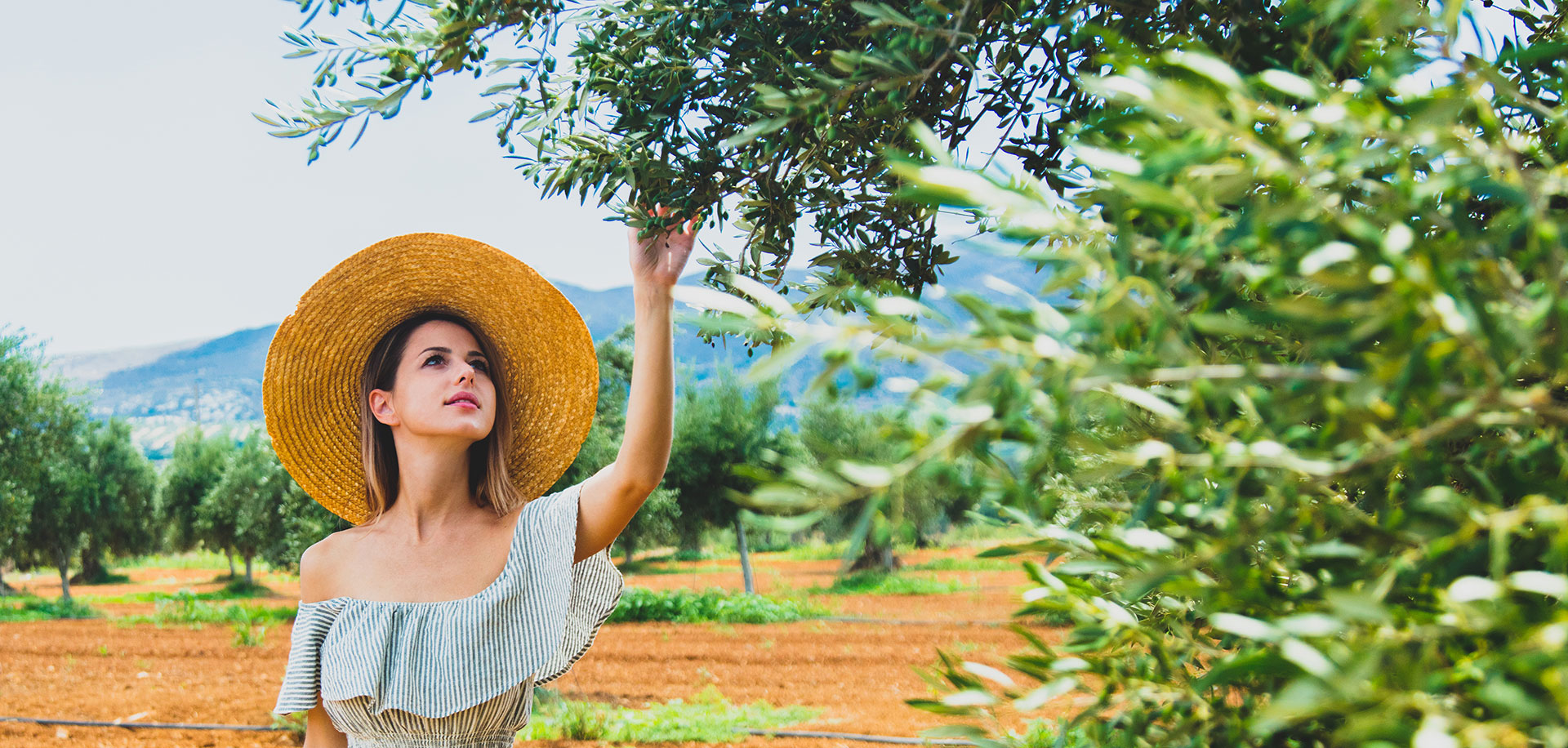 Olive Oil Tours