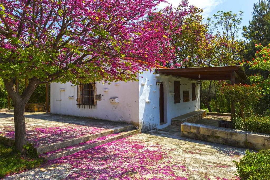 The lush garden next to a chapel by the Venizelos Graves in Chania.