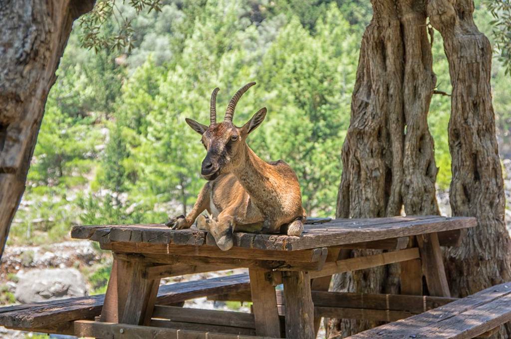 A beautiful male goat sits on a wooden table in Samaria Gorge.