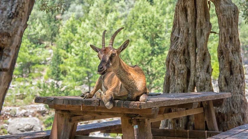 A beautiful male goat sits on a wooden table in Samaria Gorge.