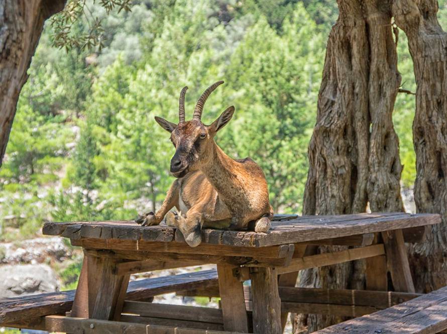 A beautiful male goat sits on a wooden table in Samaria Gorge.