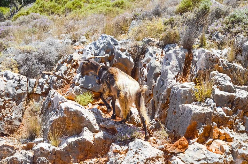 A Cretan Goat climbs the rocks of Samaria Gorge.
