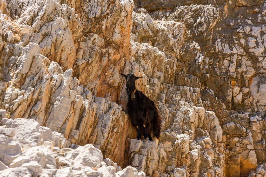 A goat climbs the rocks close to Seitan Limania Beach.