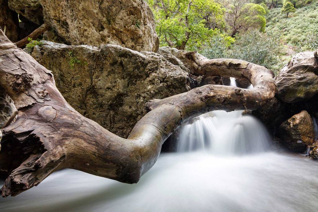 Water flows below a huge tree inside the Topolia Gorge.