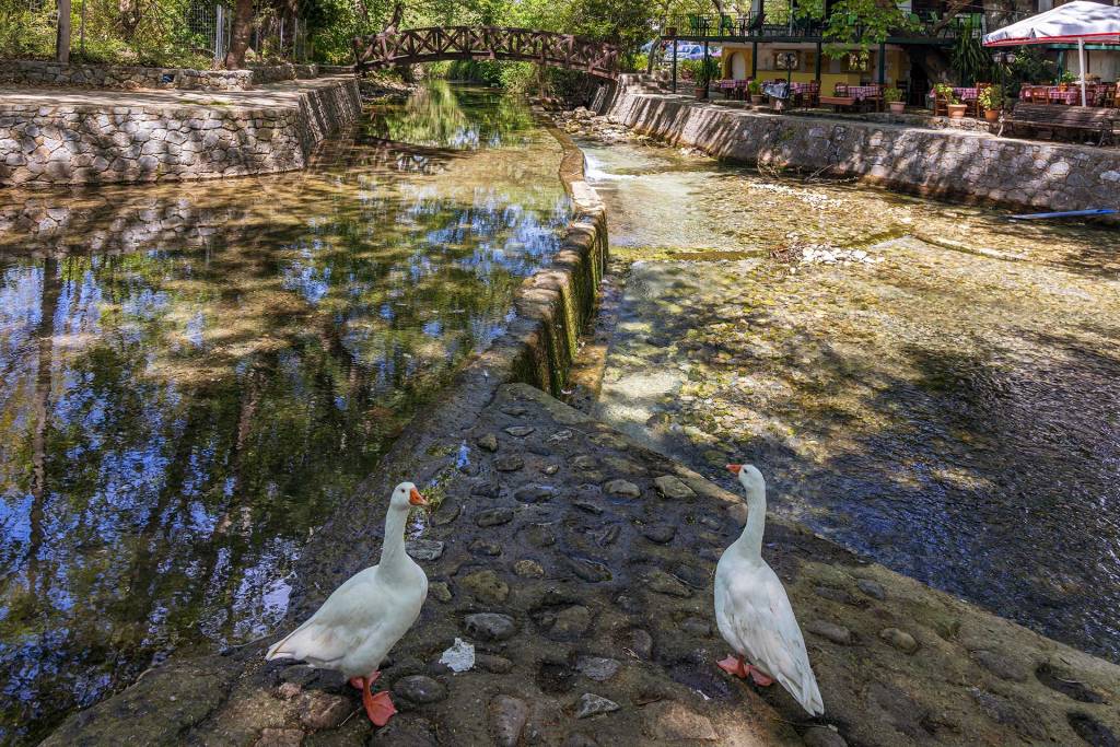 Geese in Vrysses Village.