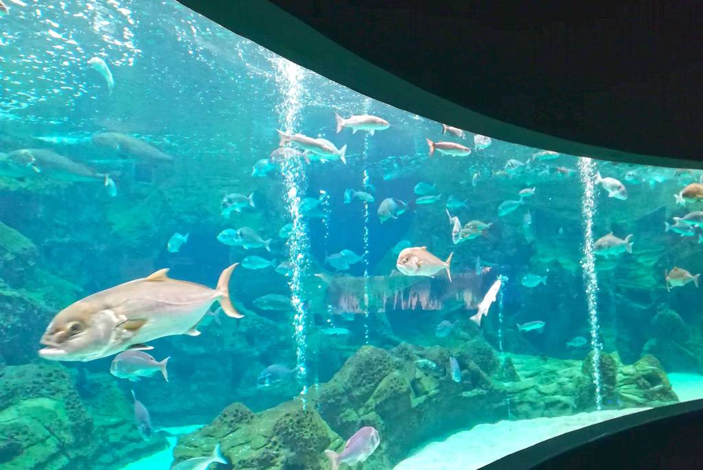 Fish in the Heraklion CRETAquarium.