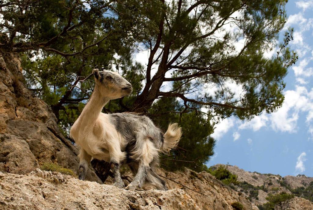 A goat in Rouvas Gorge, Heraklion.