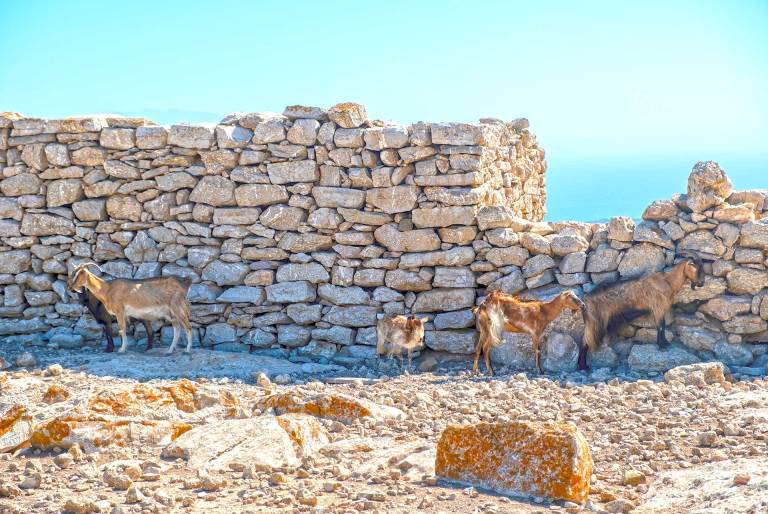 Goats walk by some ruins in Kastri Village, on Gavdos Island.