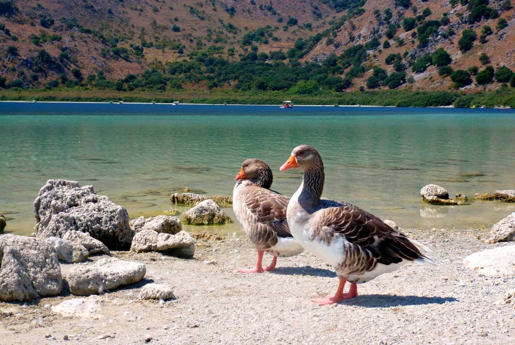 Two geese in Lake Kournas.