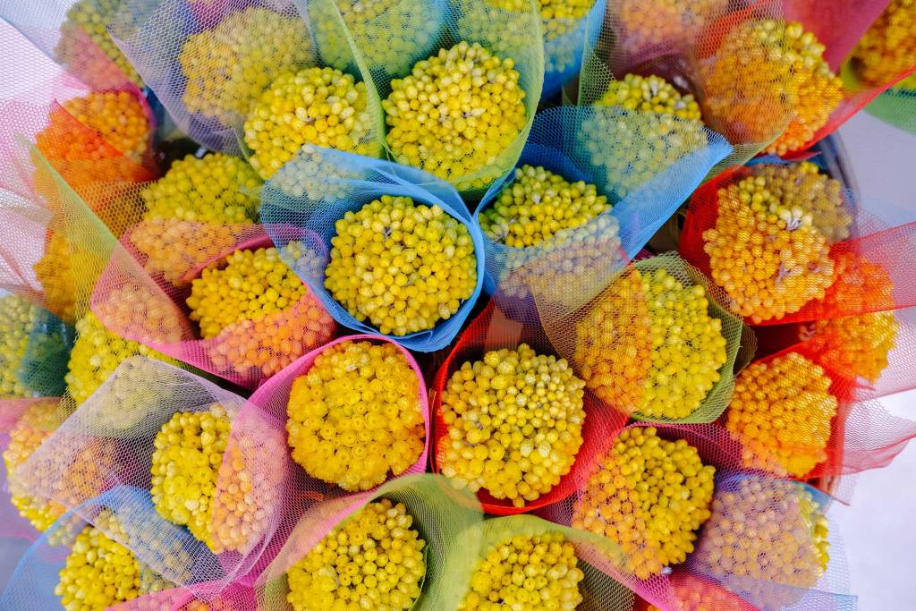 Sempreviva flowers on Kythira Island.