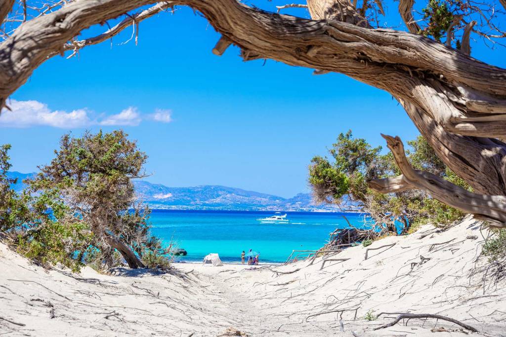 Cedars in Chrissi Island (Lasithi, Crete).