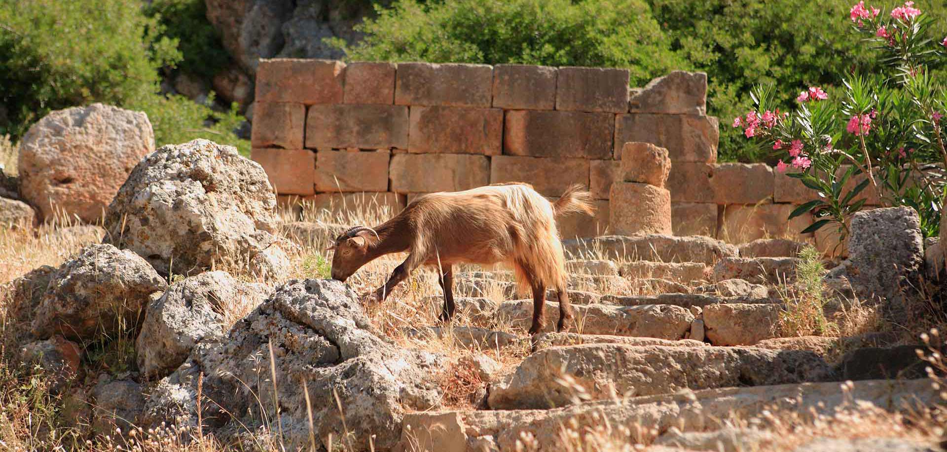 Lissos Ancient City
