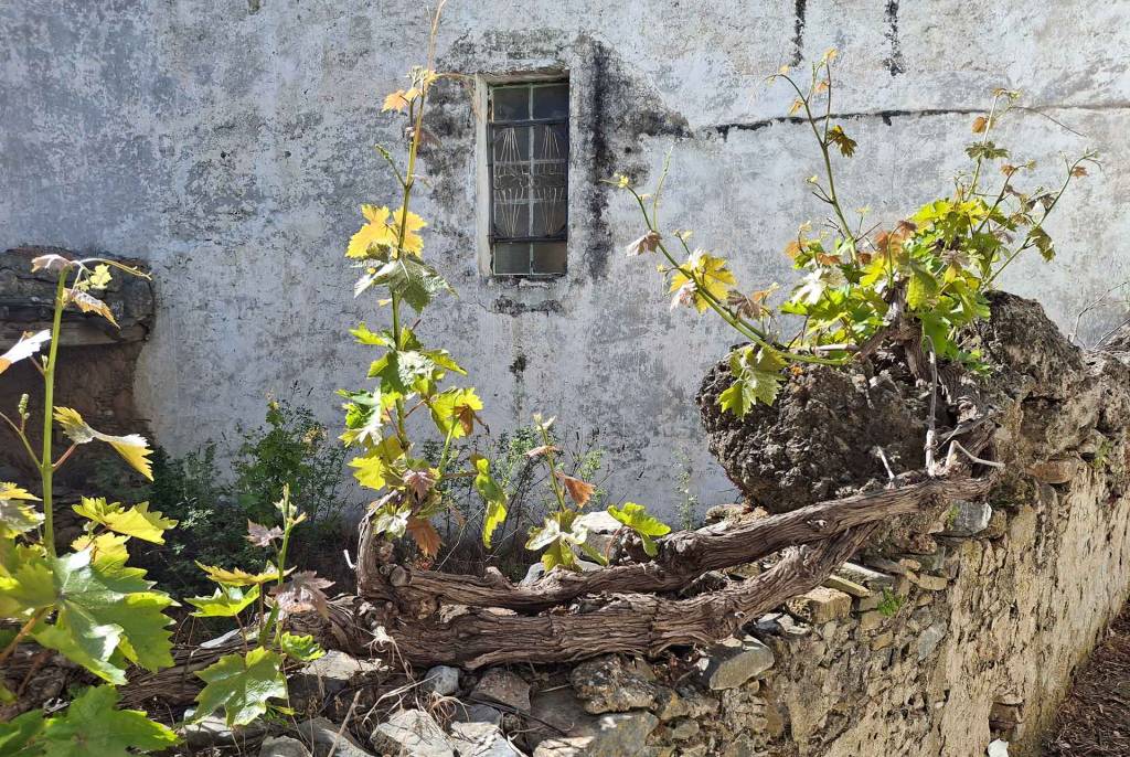 A grapevine by an old house in Moni.