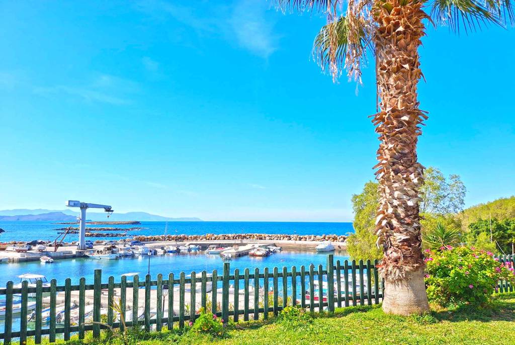 A palm tree in a park overlooking the sea in Nea Chora.