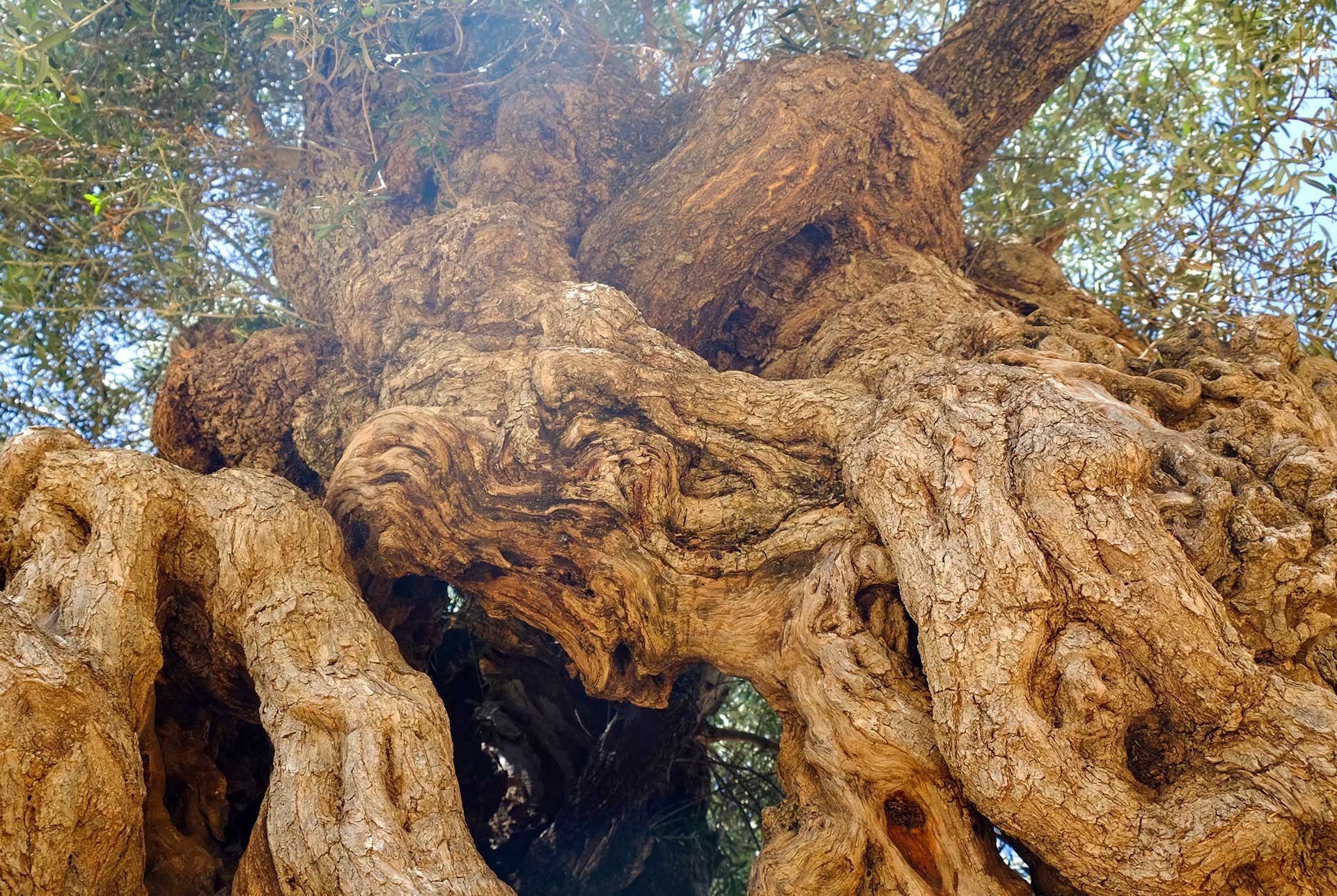 The trunk of the ancient tree in Vouves (Chania).