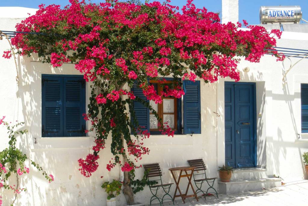 A traditional, white house with a bougainvillea in the village of Lefkes, in Paros.