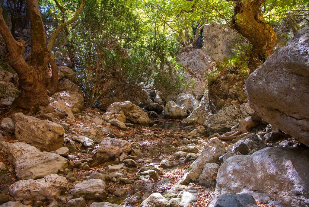 Vegetation in Patsos Gorge, in Rethymno.