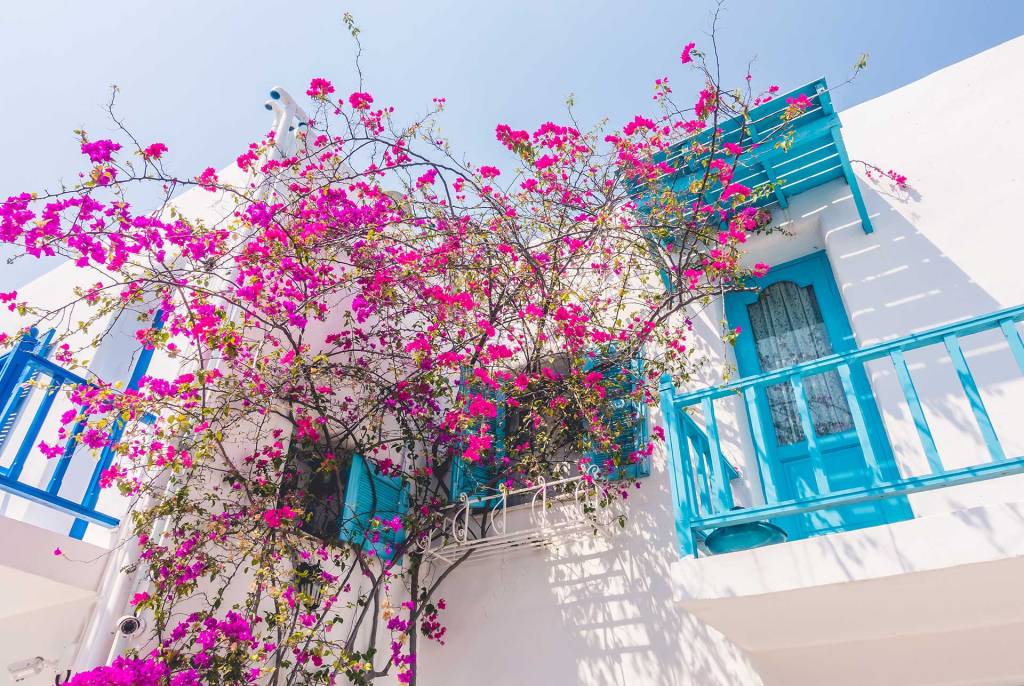 A traditional white building with blue windows and a bougainvillea in Santorini.