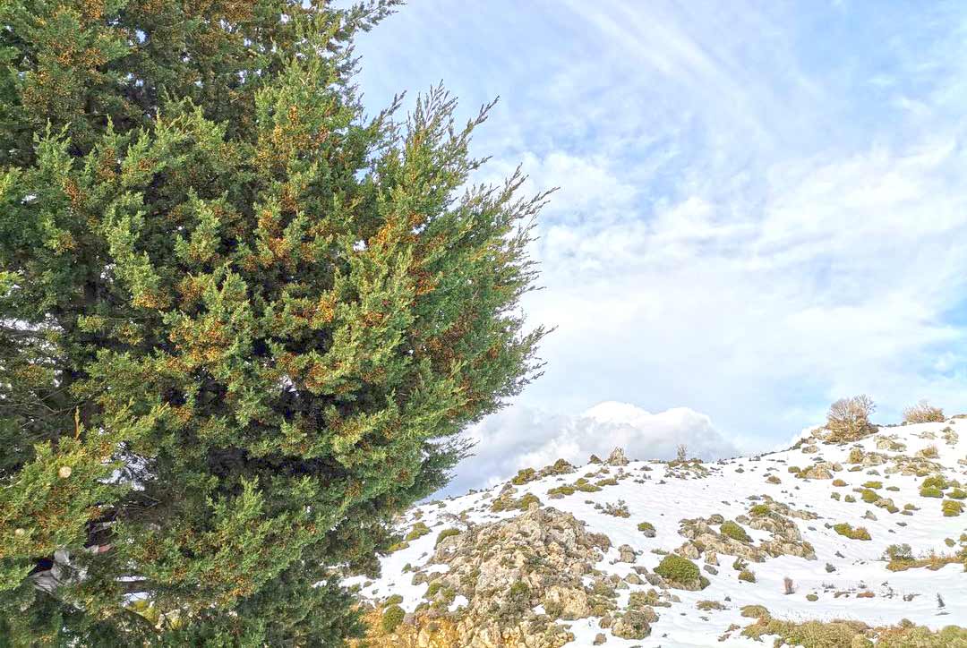 Snow Omalos