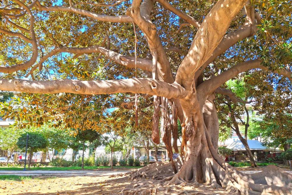 A Bengal Ficus Tree in the grounds of Chania Municipal Garden.