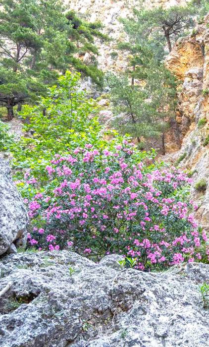 Plants inside Agia Irini Gorge.
