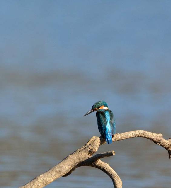 A cute bird sits in a tree in Agia Lake.