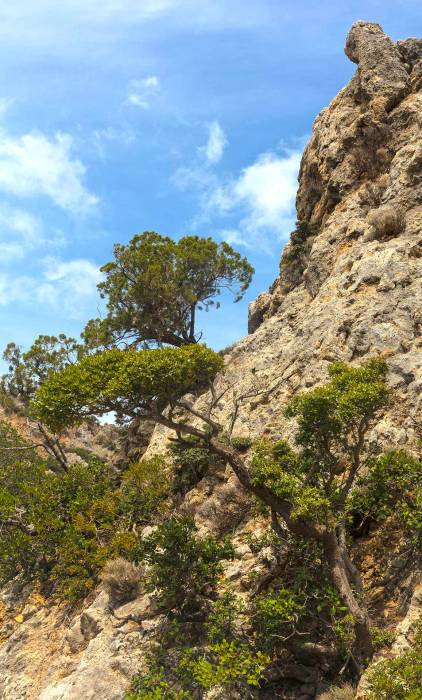 Trees and cliffs in Anidri Gorge.