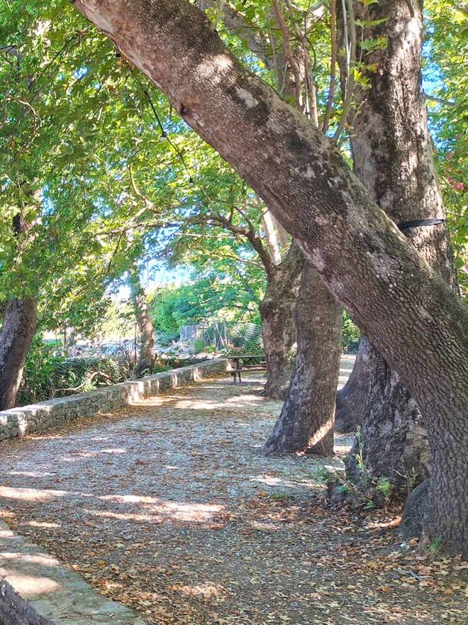 Big trees close to Tzitzikas Cafe in Armeni Village (Chania).